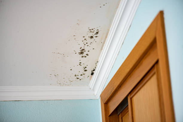 Best Emergency Mold Remediation  in Waxahachie, TX